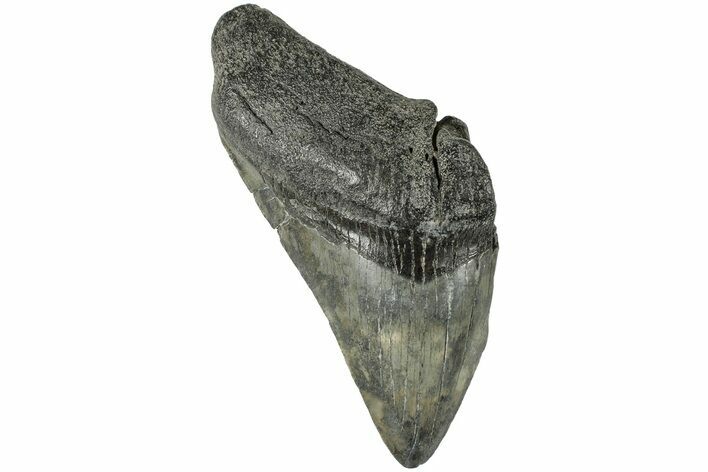 Partial, Fossil Megalodon Tooth - South Carolina #170611